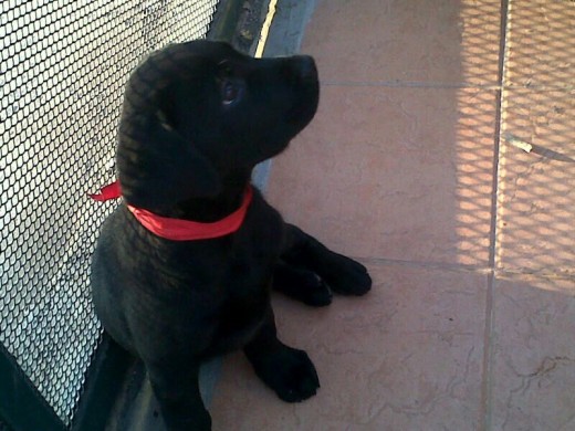 Les presento a mi cachorro "hijo" llamado Skyper. Tengo 19 pero lo cuido y quiero tanto que ya debo parecer su padre. Es un Labrador retriever negro que a sus dos meses y tres semanas pesa 10 kilos!